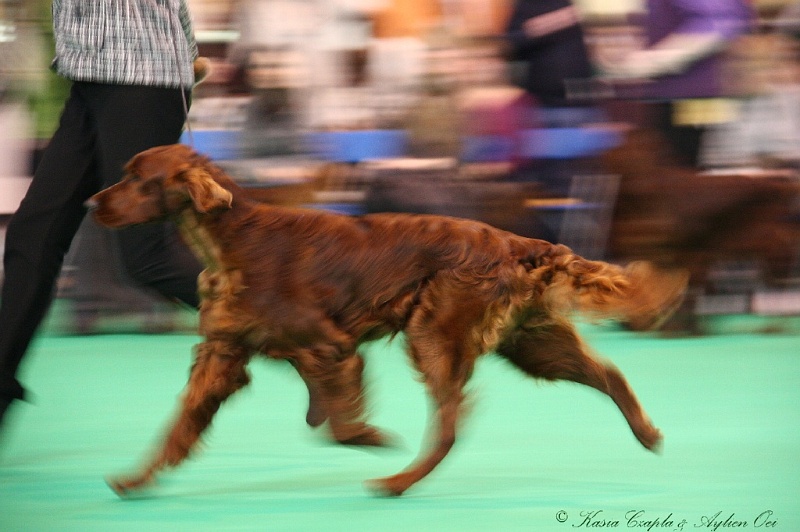 Crufts2011 183.jpg